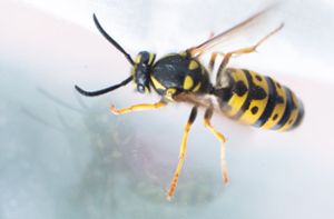 Warum sind Wespen zur Zeit so aggressiv?