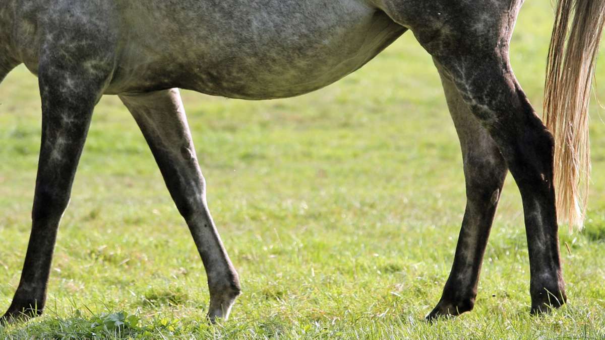  Die Polizei ermittelt wegen eines Verstoßes gegen das Tierschutzgesetz und sucht nach Zeugen. Der Grund: Ein Unbekannter schneidet ein Pferd in den Genitalbereich. 