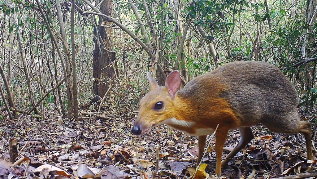 Sensationsfund in Vietnam: Forscher entdecken ausgestorbene Tierart