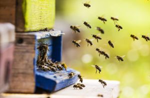 Im Mai schwärmen die Honigbienen aus den Bienenstöcken aus, um auf Nahrungssuche zu gehen. Foto: imago//imagebroker