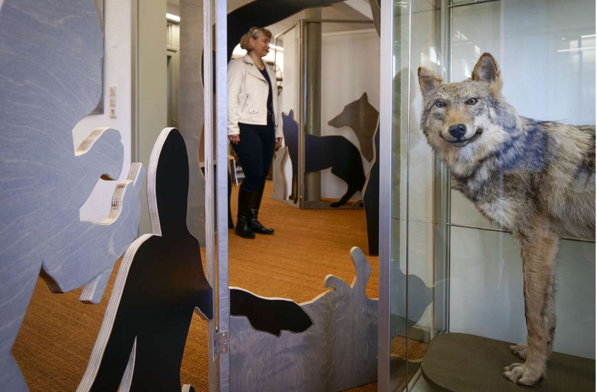 Die Leiterin des Heimatmuseums, Sabine Rathgeb, wollte den Wolf schon lange ins Strohgäu holen.