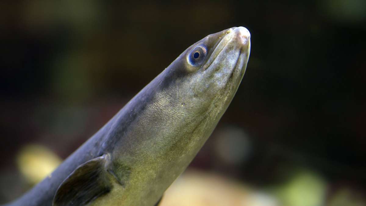 Fische, Frösche und Krebse: Diese Tiere schwimmen mit Ihnen im Badesee