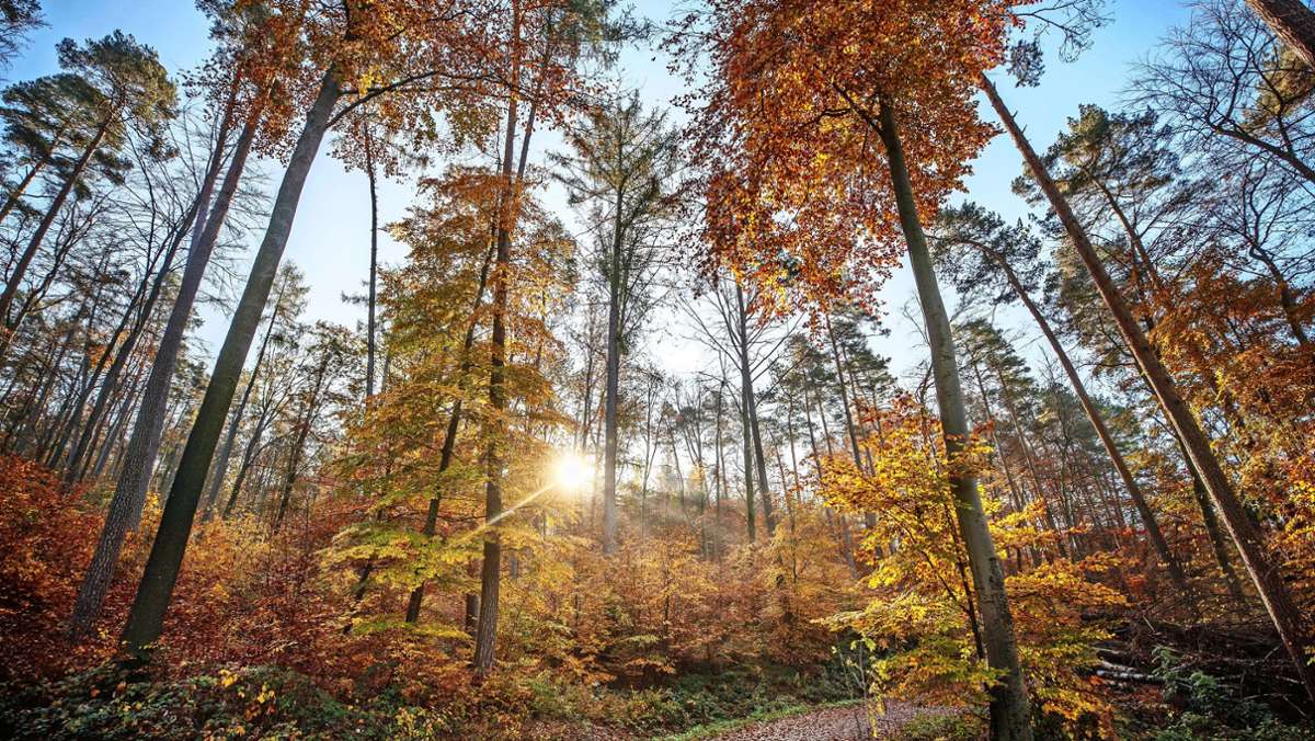 Erlebnisreicher Ausflug in den Herbstwald: Wie der Wald die Seele streichelt