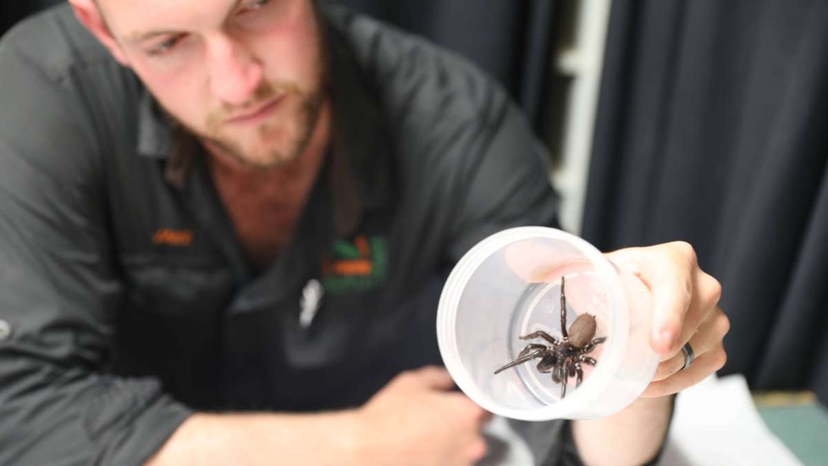 Australien: „Hercules“ - Eine der giftigsten Spinnenarten der Welt entdeckt