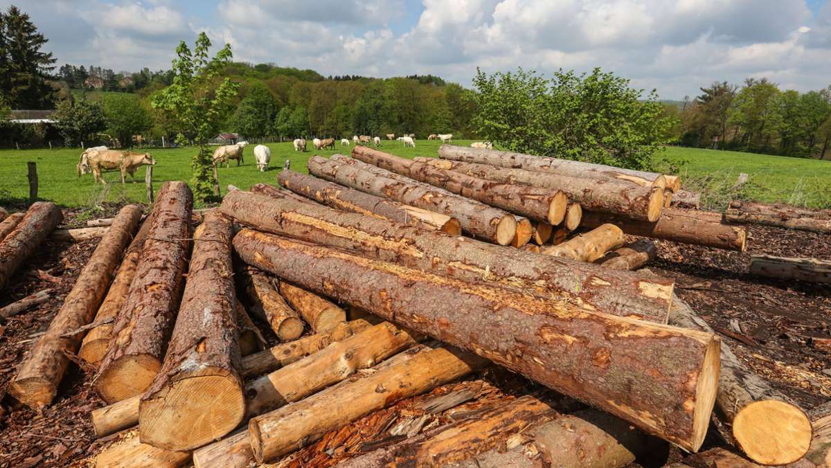Waldbrände, Bauboom, Strafzölle: Warum ist Holz so knapp und teuer?
