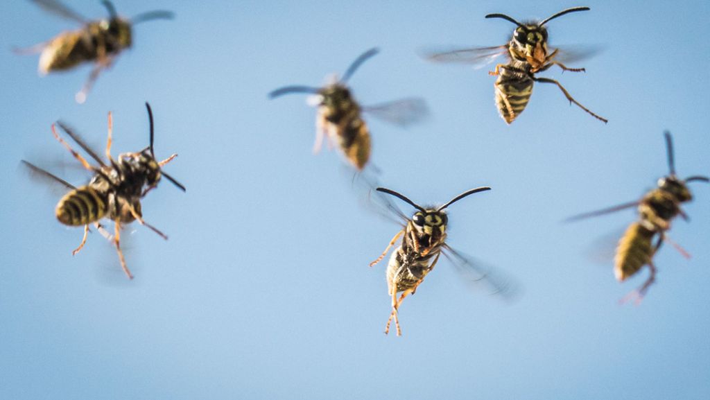 Hilfe für die Polizei in Oldenburg: Wespen zwingen Flüchtenden in die Knie