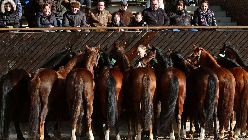 Pferdemarkt in Leonberg: Keller, Live-Musik und ganz viele Ponys