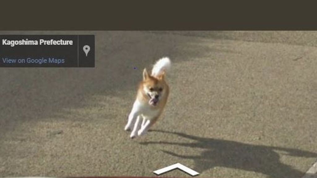 Ganz schön frech: Hund verfolgt Auto von Google-Maps