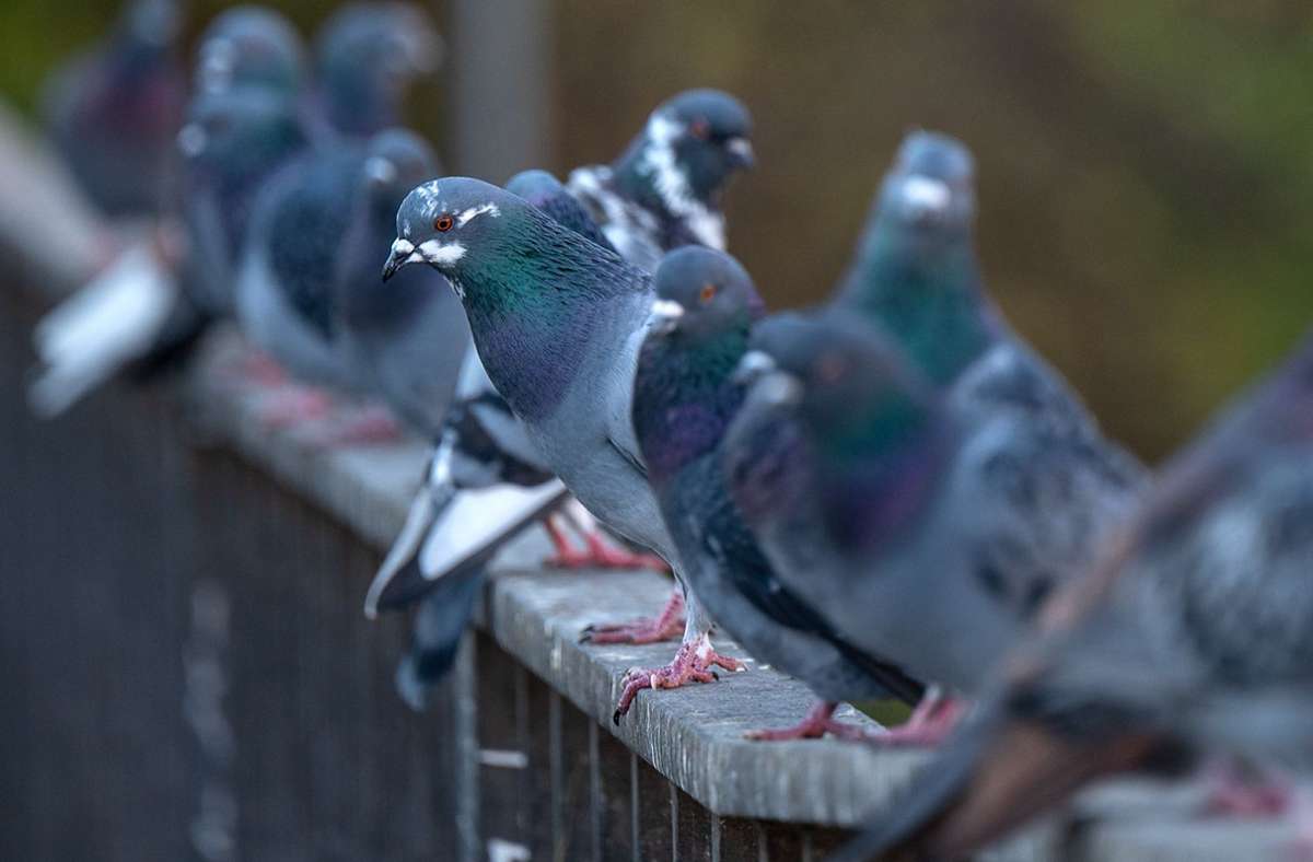 Nachdem umfangreiche Maßnahmen zur Vergrämung erfolglos gewesen seien, stufte eine Behörde die Tauben als Schädlinge ein. Foto: dpa/Monika Skolimowska