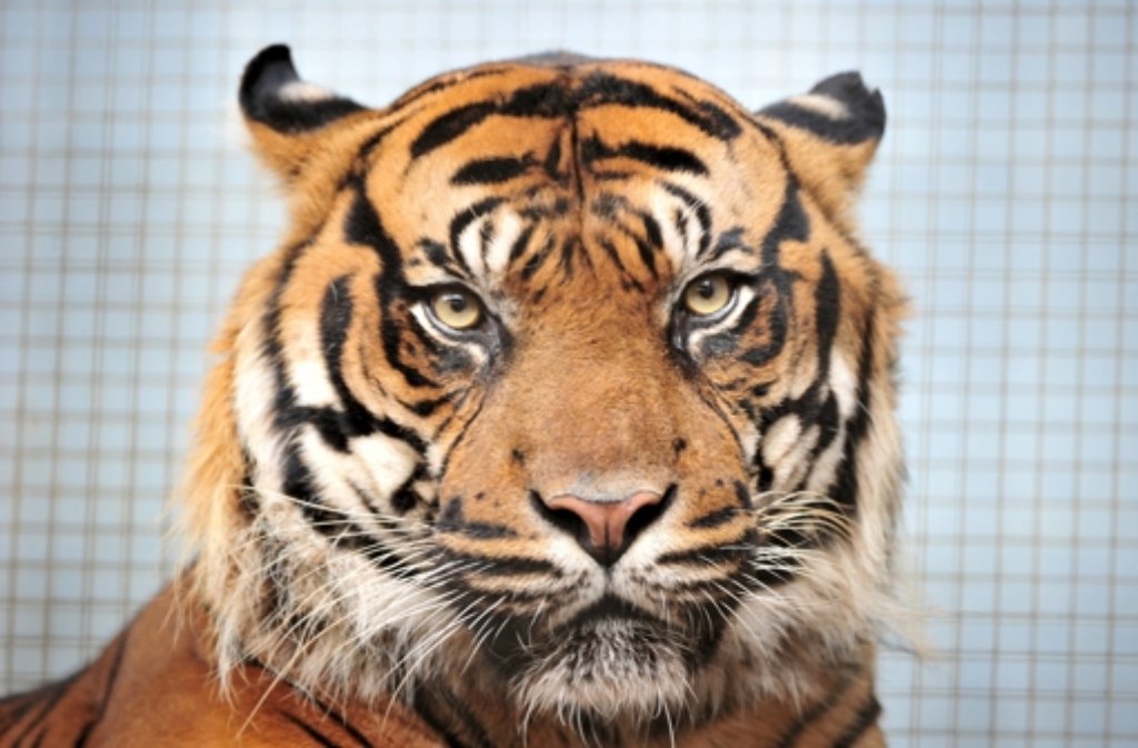 Sumatra-Tiger Carlos musste im August 2015 wegen einer Krebserkrankung eingeschläfert werden.