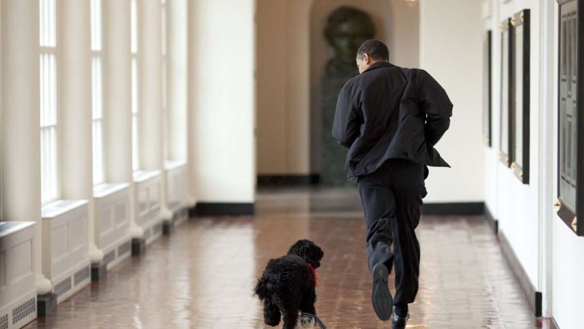 Hund der Obamas ist tot: Bye bye, Bo – ein Nachruf in Bildern