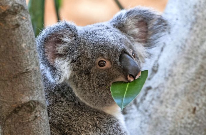 Koalas könnten bis 2050 ausgestorben sein