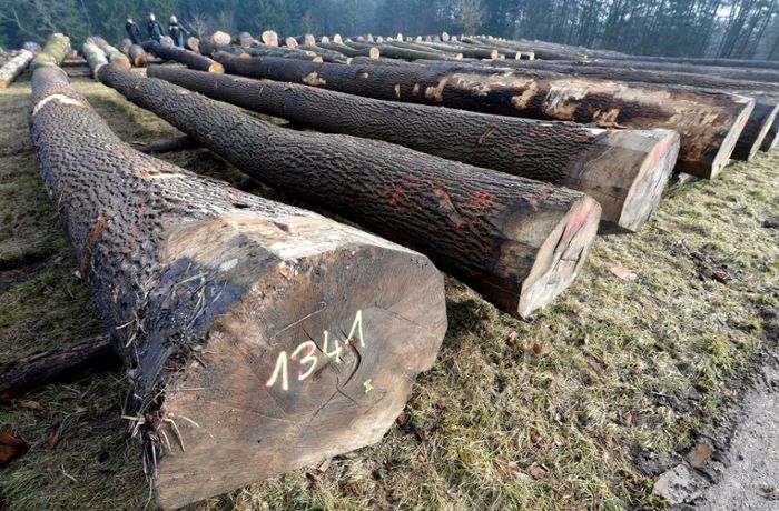 Holzbedarf rings um Leonberg: Brennholz ist gefragter denn je
