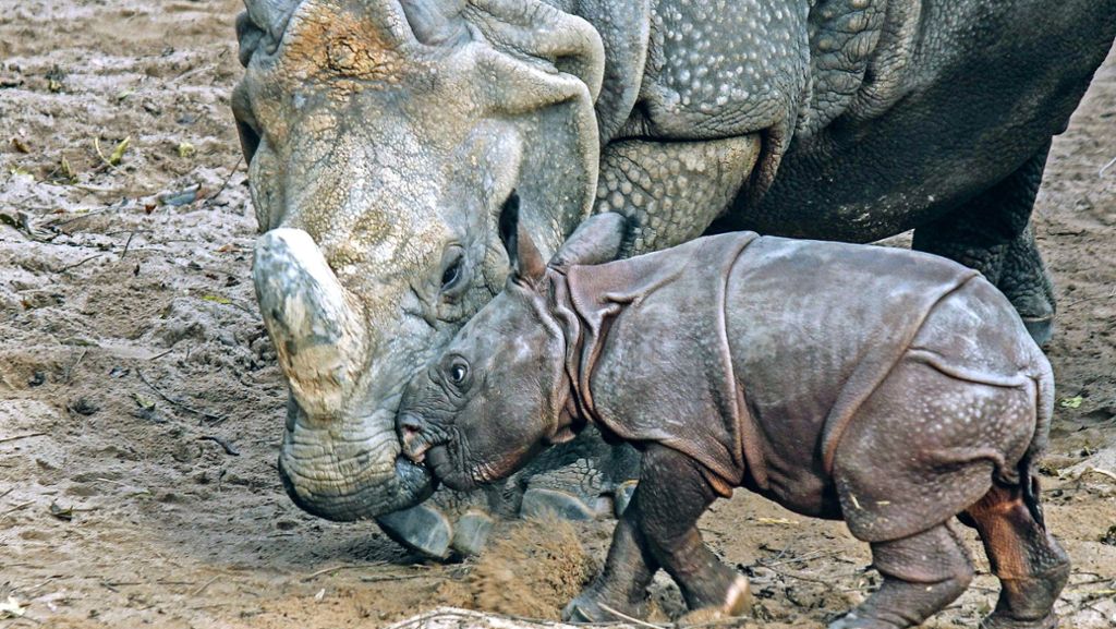 Zucht im Zoo: Wilhelma als tierische Heiratsvermittlerin“