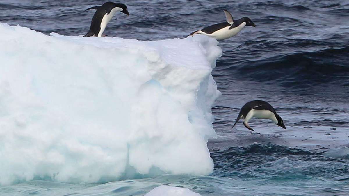 Tiervideo aus der Antarktis: Seltener Pinguin zieht Nachwuchs auf