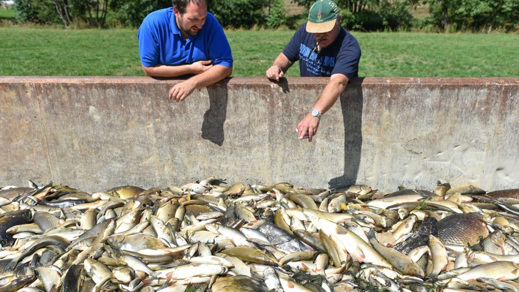 Jagsthausen: Sauerstoffmangel wegen Algen löst Fischsterben aus