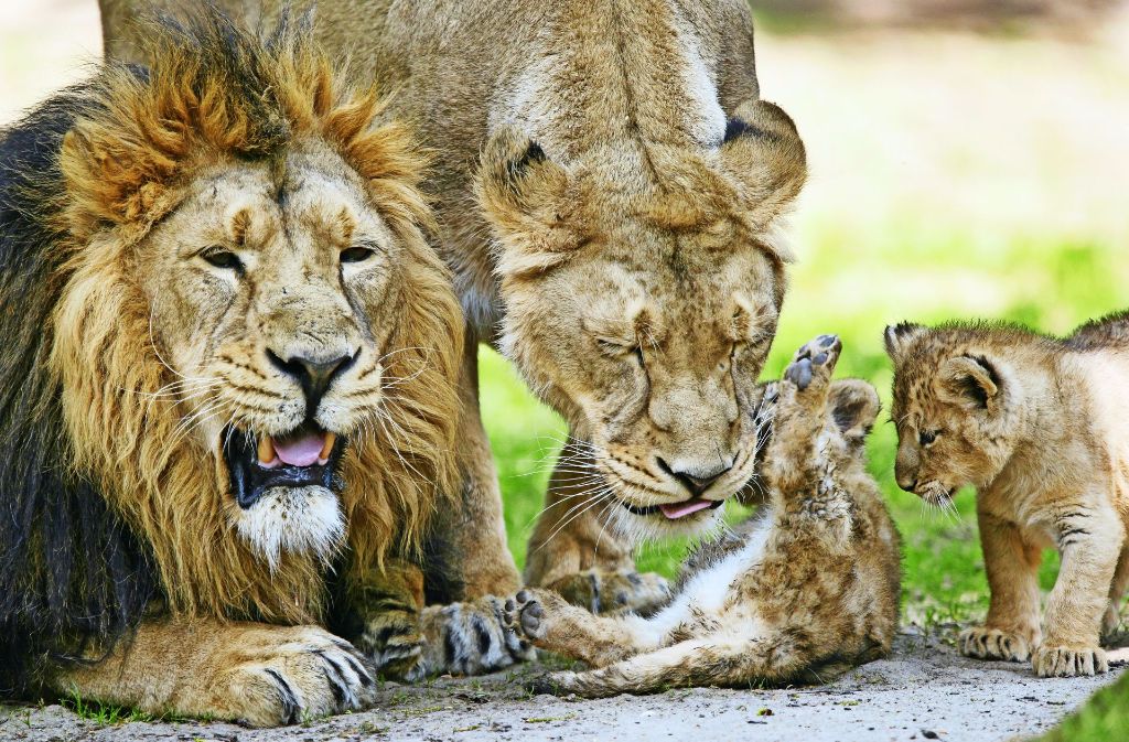 Tierisch royal: Asiatische Löwen sollen ab Herbst wieder in der Wilhelma zu sehen sein. Zunächst  kommen möglicherweise zwei Männchen. Foto: Mauritius, Martin Stollberg
