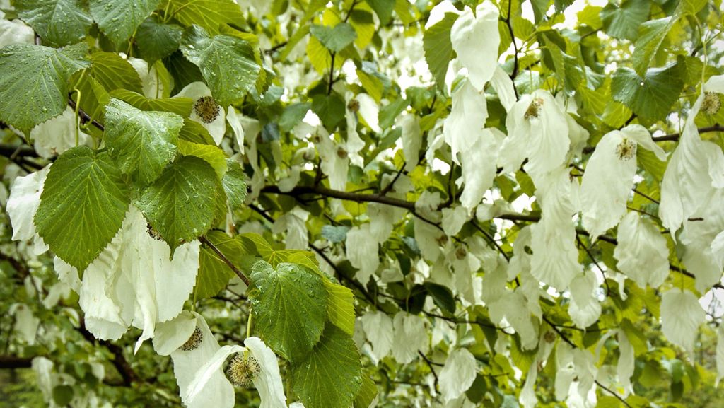 Blüte im Killesbergpark: Warum ein Baum  Taschentücher braucht