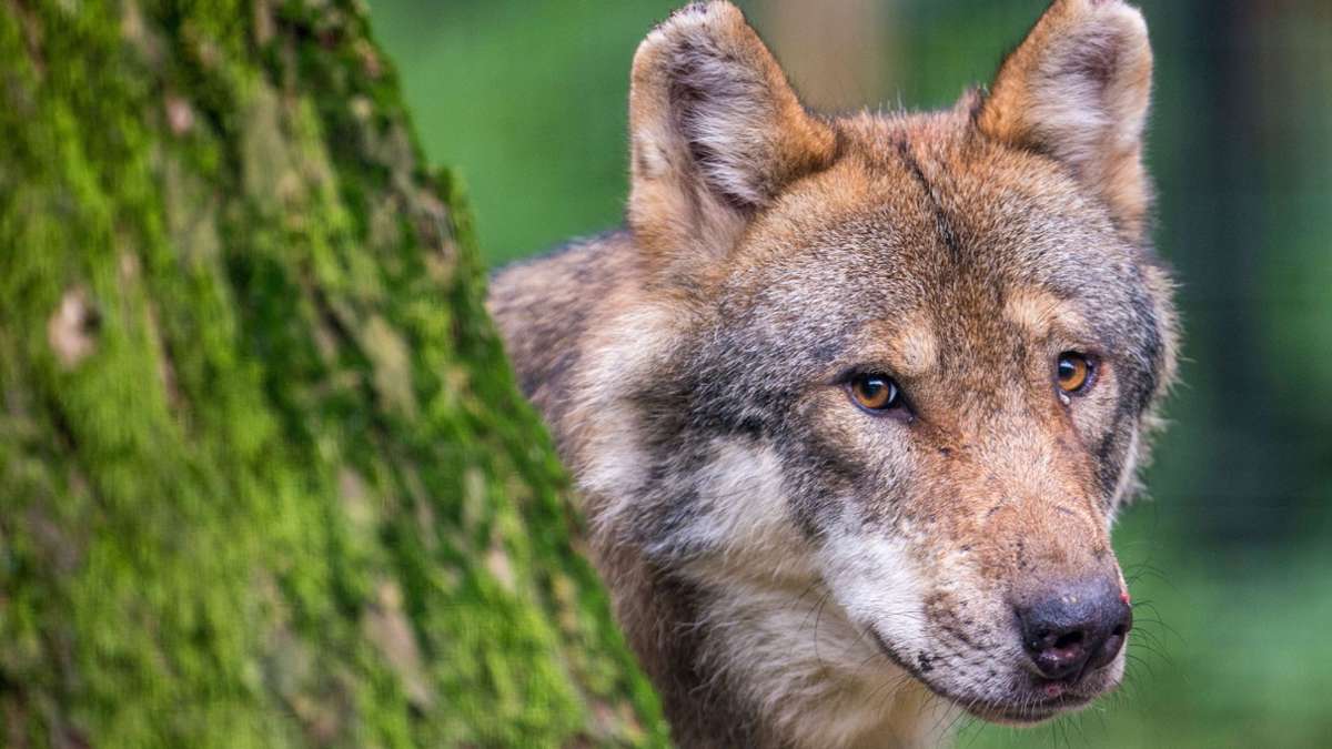 BaWü-Check: Wie viel Angst hat das Land vor dem Wolf?