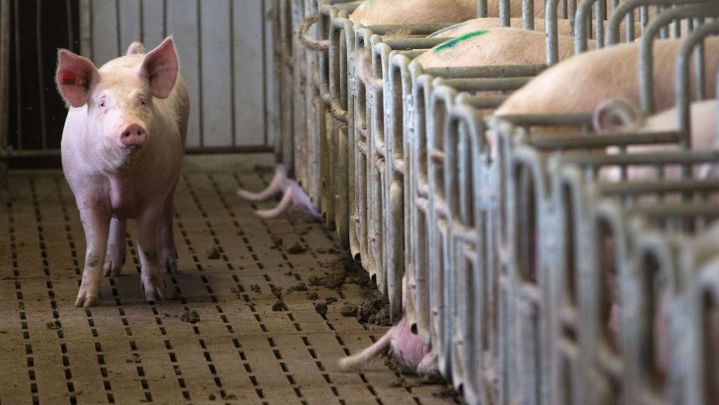  In einem Schweinemastbetrieb in Unterfranken sind etwa 400 tote Schweine gefunden worden. Erste Ermittlungen deuten darauf hin, dass die Tiere erstickt sind. 