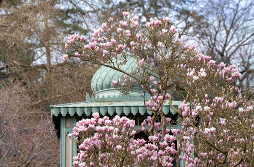 Die Hochblüte der Magnolien in der Wilhelma steht bevor. Sie blühen etwa bis Mitte April. Foto: Wilhelma Stuttgart