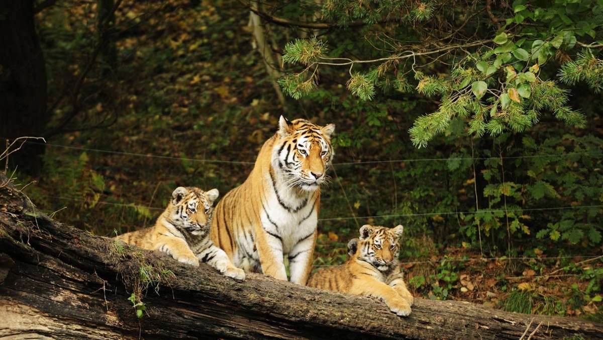  Im Zoo Zürich ist am Samstag eine 55 Jahre alte Tierpflegerin von einem Tiger tödlich verletzt worden. Die Staatsanwaltschaft und Zürcher Stadtpolizei untersuchen den Fall. 