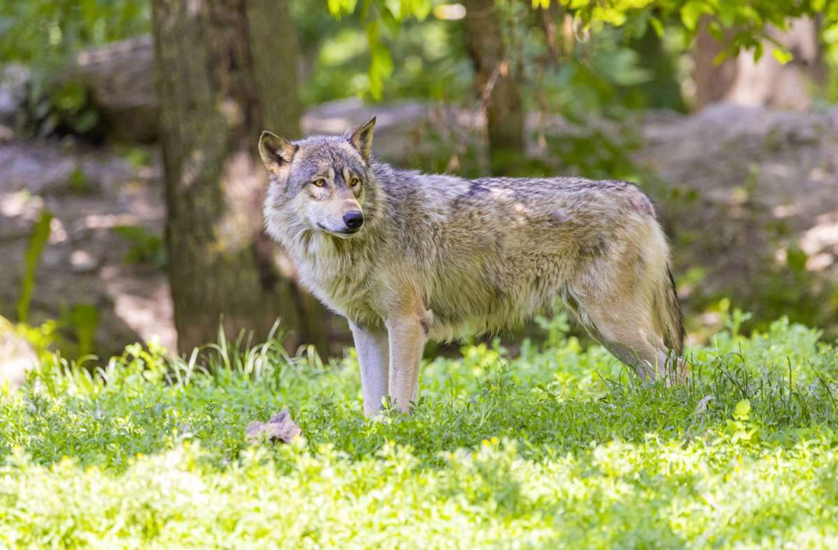 Ein Wolf soll für den Tod eines Kalbs im Schwarzwald verantwortlich sein. (Symbolbild) Foto: imago images/Arnulf Hettrich