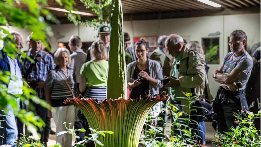 Titanwurz in der Wilhelma Stuttgart: Brunhilde hat es mit ihrer Blüte bis zuletzt spannend gemacht