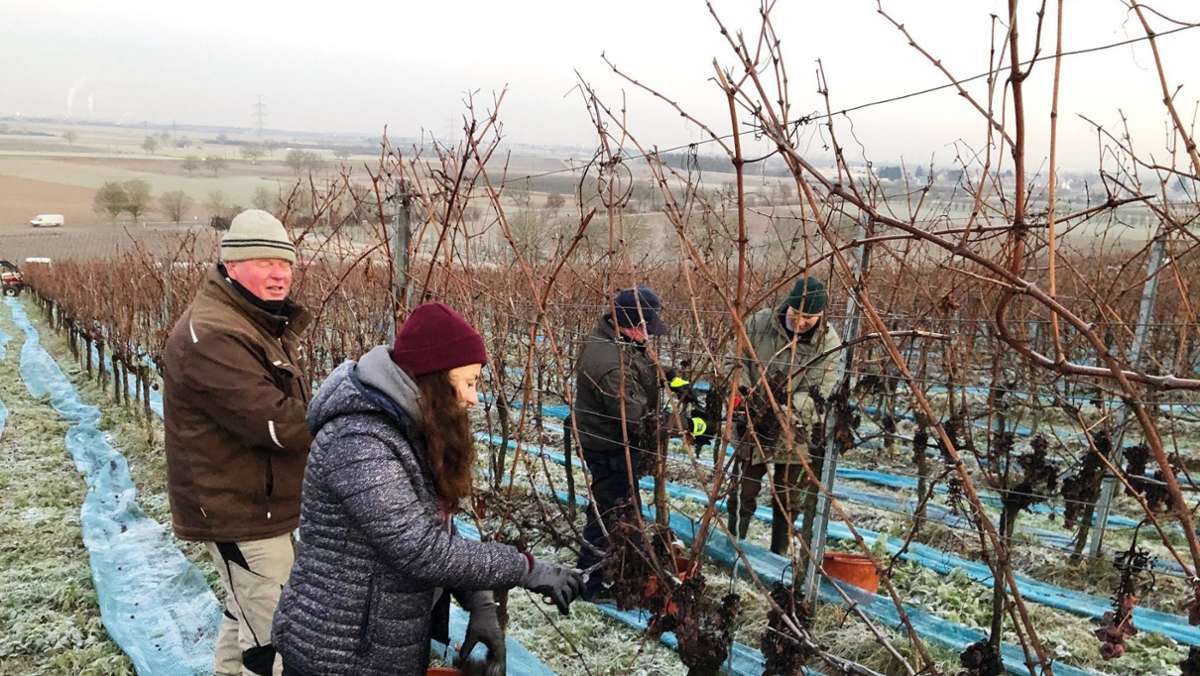 Weinbaubetriebe in Baden-Württemberg: Kalter Winter beschert Winzern eine gute Eisweinlese