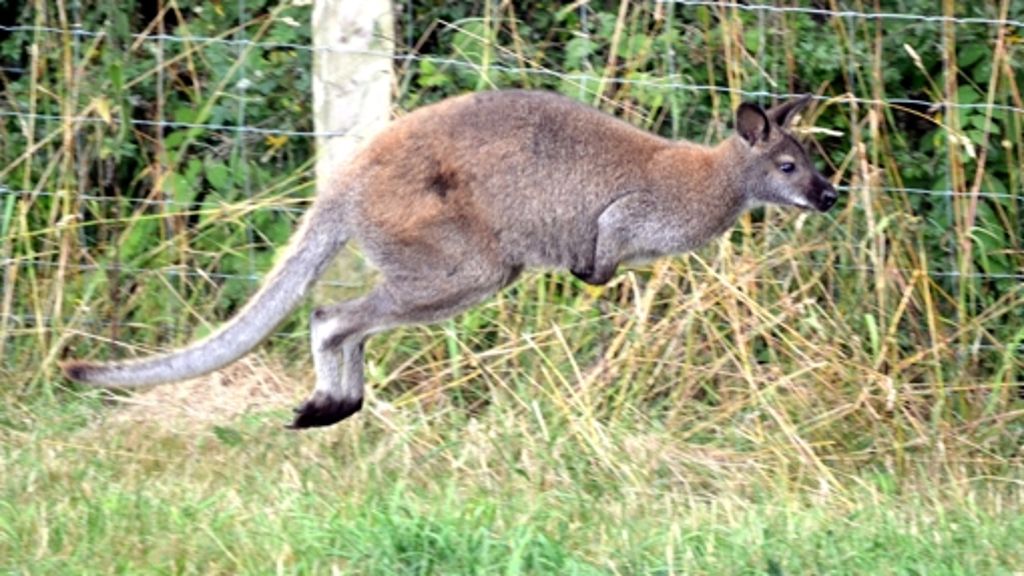 Olsberg in NRW: Ausgebüxtes Känguru hüpft durchs Sauerland