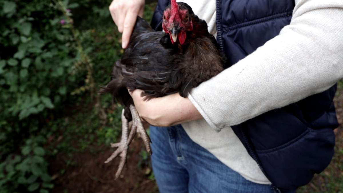  Die private Hühnerhaltung wird immer beliebter. Wie man zu seiner eigenen Hühner-Schar kommt und was man als Anfänger unbedingt beachten sollte. 