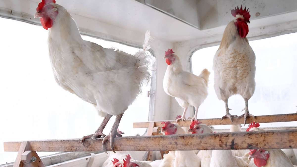 Kreis Reutlingen: Angst vor Vogelgrippe – Stallhaltung verordnet