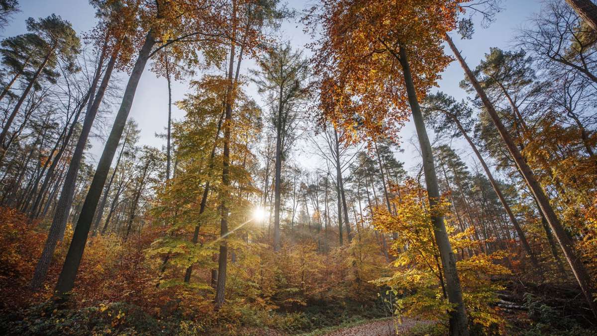  Blauer Himmel, bunte Blätter, teils angenehme Temperaturen – der Herbst in diesem Jahr war wie einer aus dem Bilderbuch. Der Südwesten stellte sogar einen Rekord ein. 