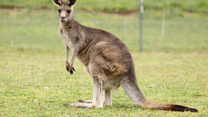 Spaziergänger begegnet ausgebüxtem Känguru