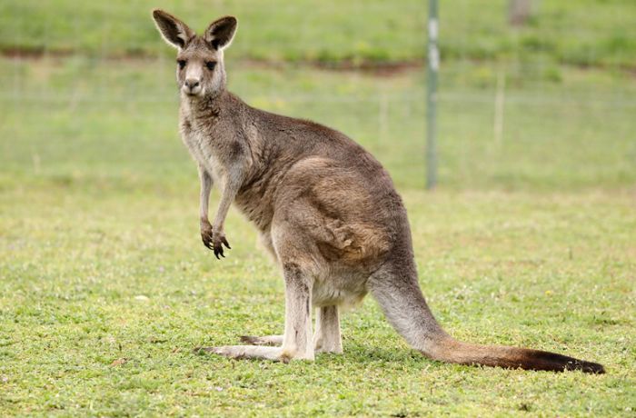 Spaziergänger begegnet ausgebüxtem Känguru