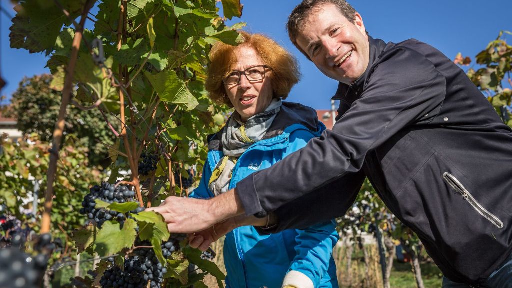 Städtisches Weingut in Stuttgart: Promis helfen  bei der Weinlese