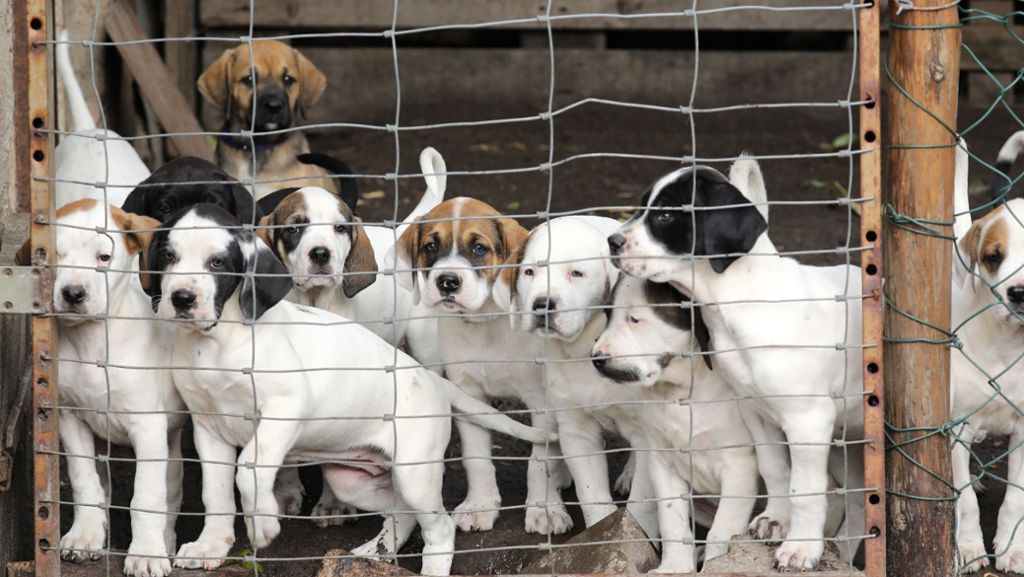 Handel mit Haustieren: Zeit für Verbote