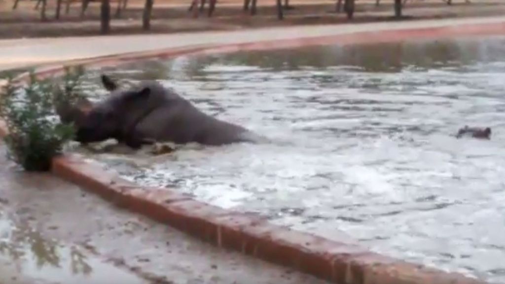 Tierische Teamarbeit: Nilpferd schiebt strampelndes Nashorn aus Wasserbecken