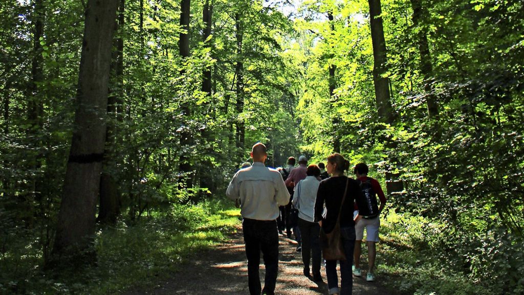 Natur in Stuttgart: Hitze und Trockenheit stressen den Wald