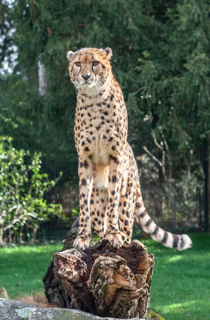 Der Gepard Zawadi zeigte sich beim ersten Spaziergang extrovertierter.