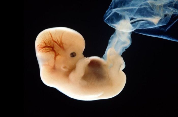 Umstrittenes Embryonen-Experiment genehmigt