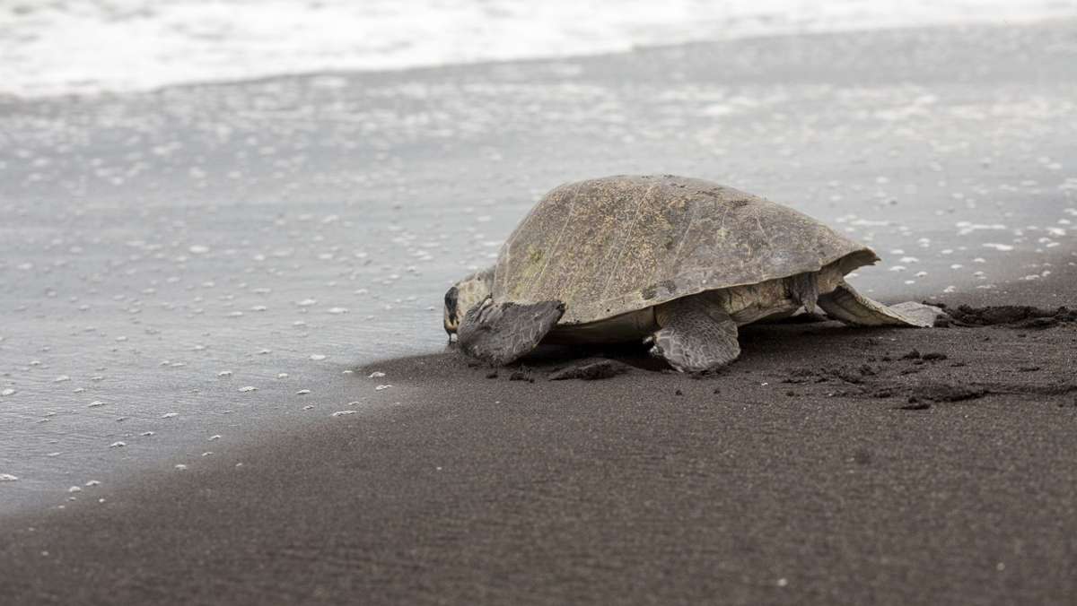 Guatemala: Zahlreiche tote Schildkröten und Delfine gefunden