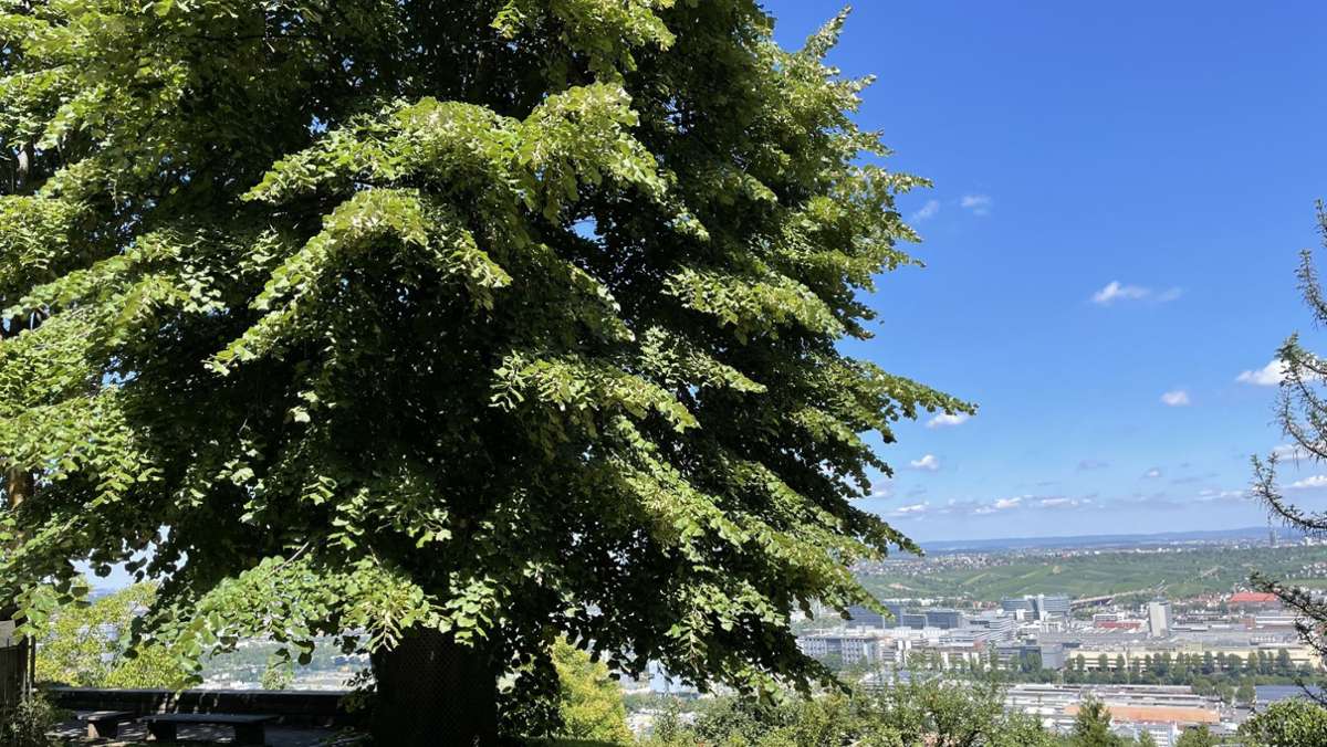 Ausgecheckt in Stuttgart-Ost: Waldebene Ost: Waldheime, Schrebergärten und eine tolle Aussicht
