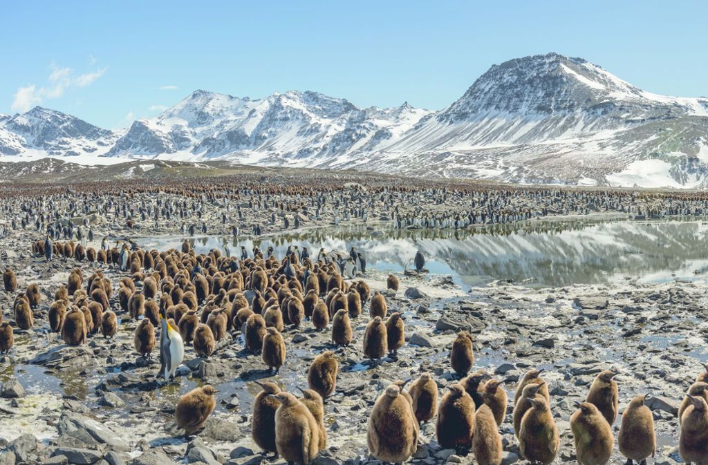 Eine Kolonie von Königspinguinen vor malerischer Bergkulisse
