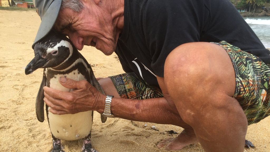 Brasilien: Die Geschichte vom treuesten Pinguin der Welt