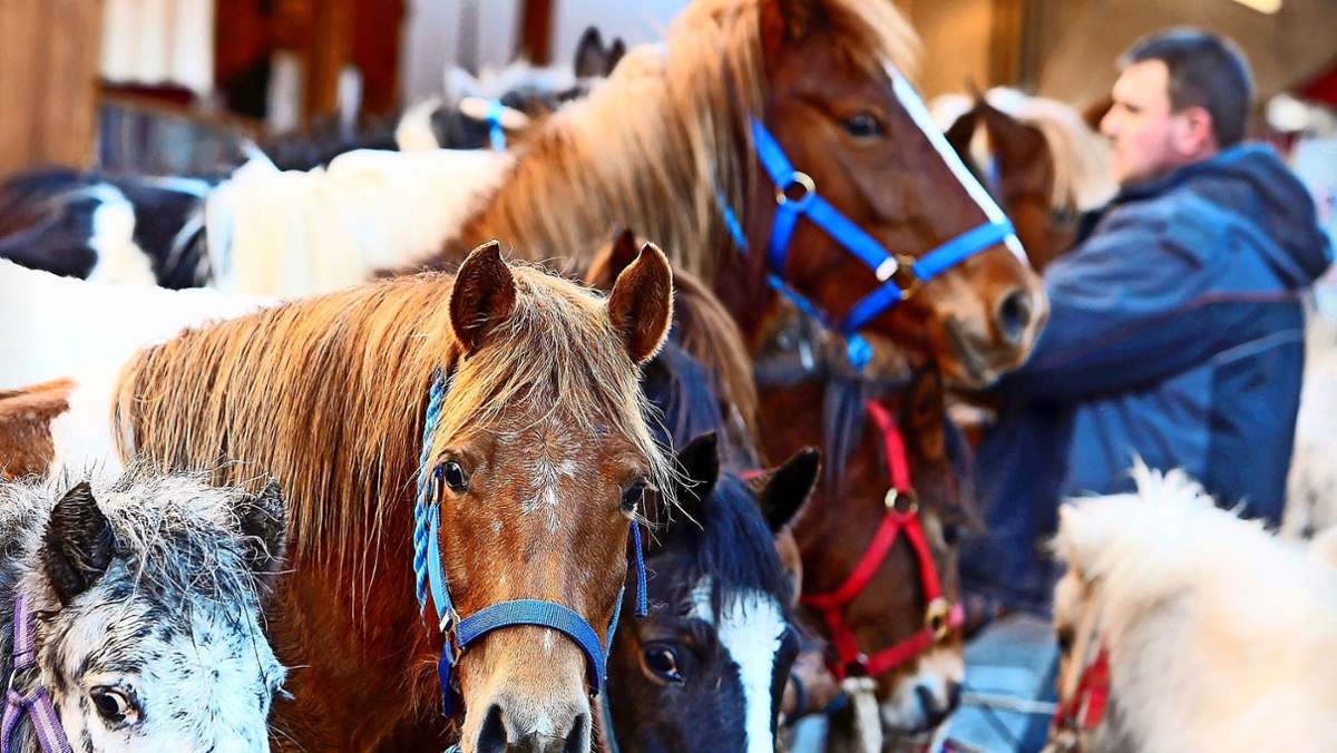 Pferdemarkt in Leonberg: Zum Neustart rocken Eddy und seine Freunde