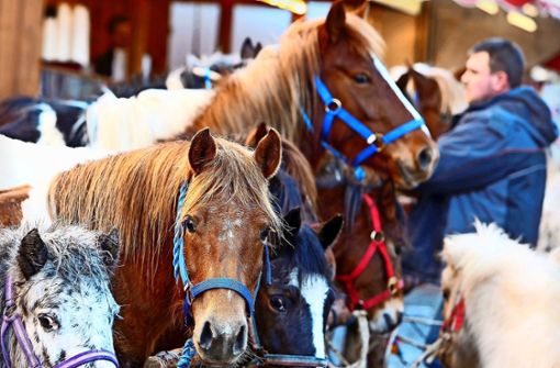 Vor den Pferden  kommen Eddy & Friends zum Pferdemarkt-Auftakt. Foto: Stadt Leonberg