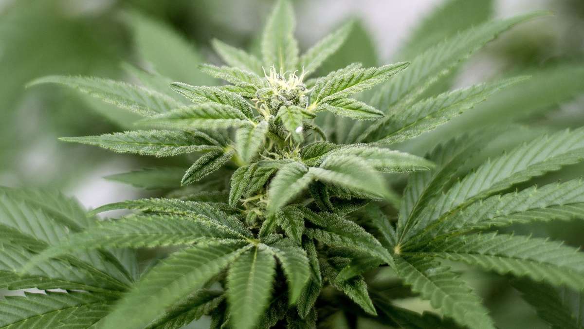 Reutlingen: Darum wachsen 25 Cannabis-Pflanzen vor dem Polizeirevier