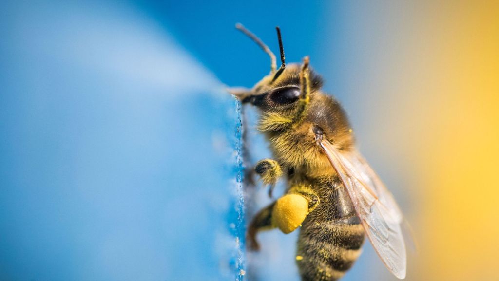 Gute Nachricht für Honigbienen: Immer mehr Imker in Baden-Württemberg