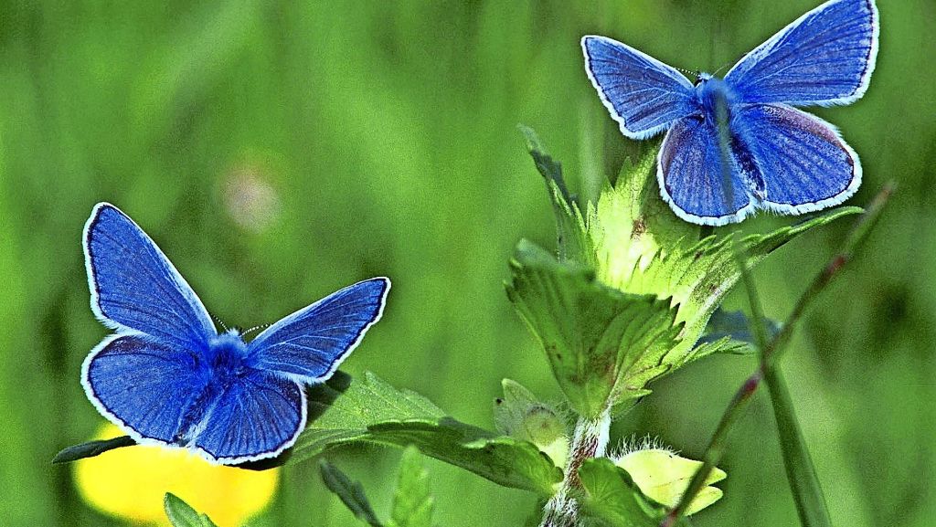 Artensterben: Die Politik entdeckt die Insekten